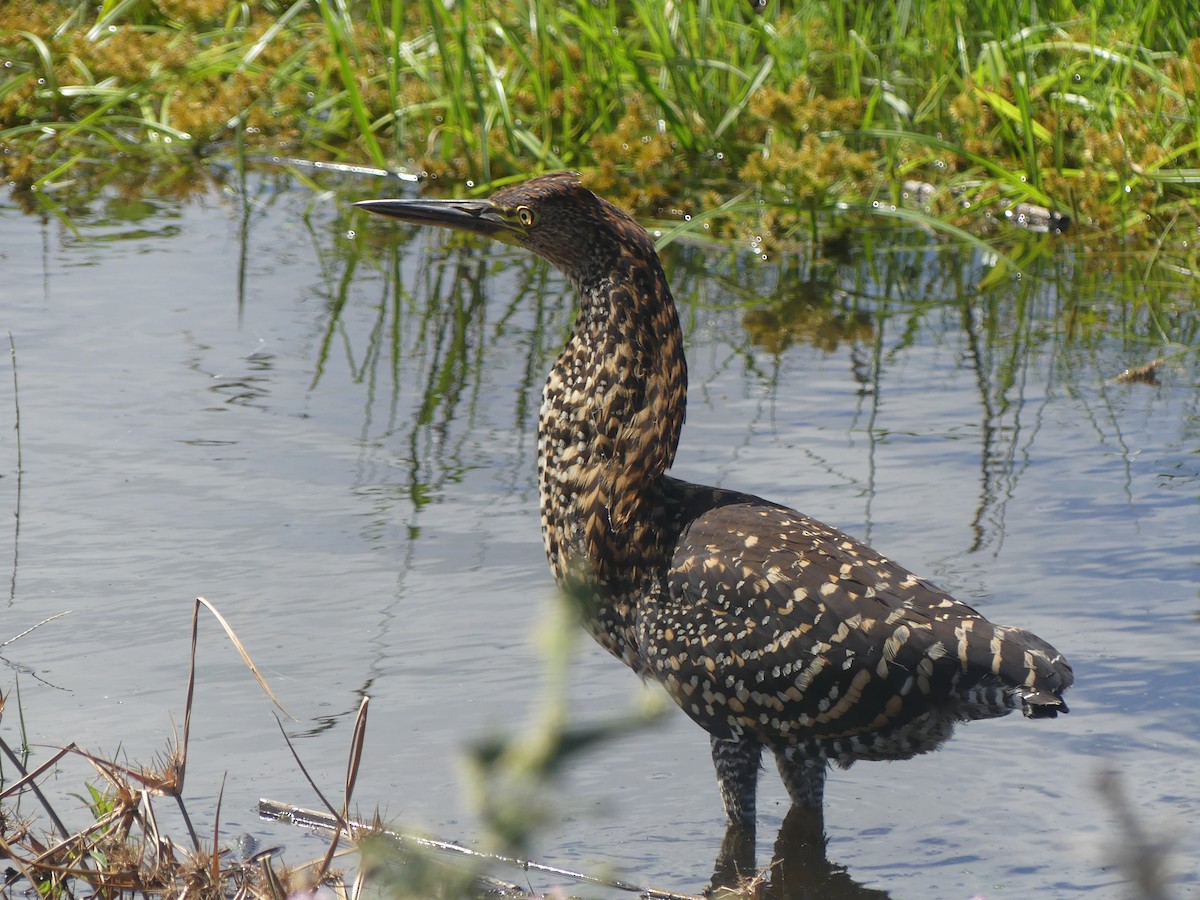 Rufescent Tiger-Heron - ML616549830