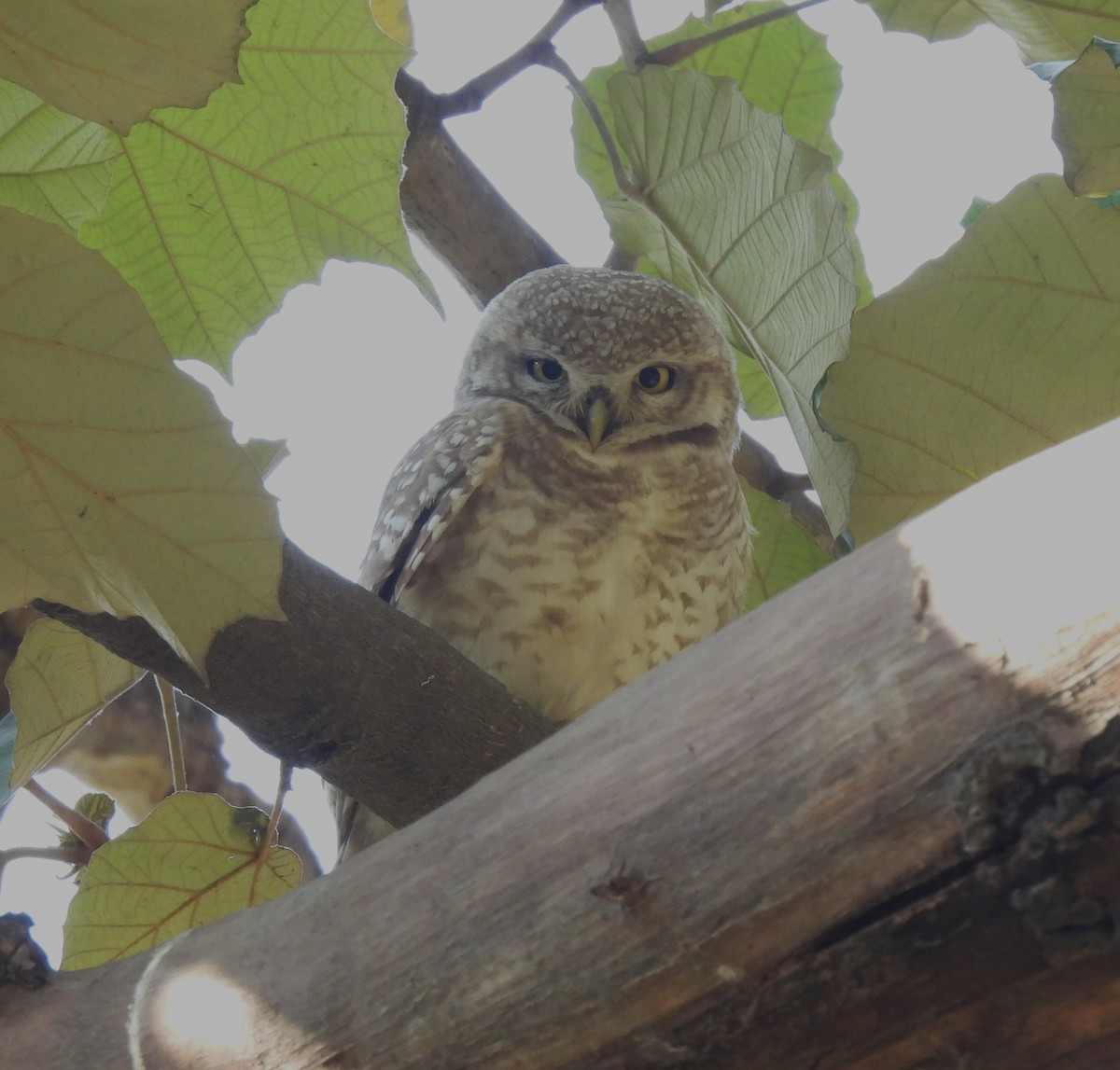 Spotted Owlet - ML616549843