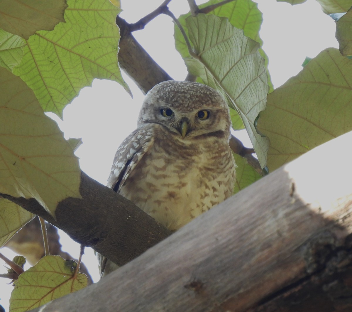 Spotted Owlet - ML616549844
