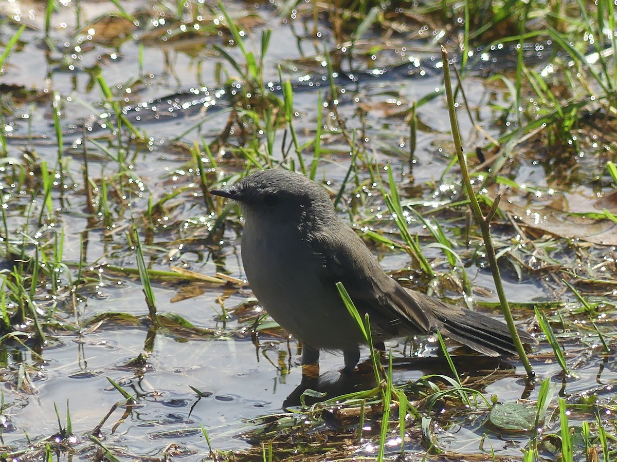 Sooty Tyrannulet - Fernando Vilariño