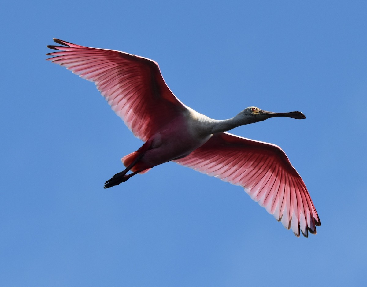 Roseate Spoonbill - ML616549881