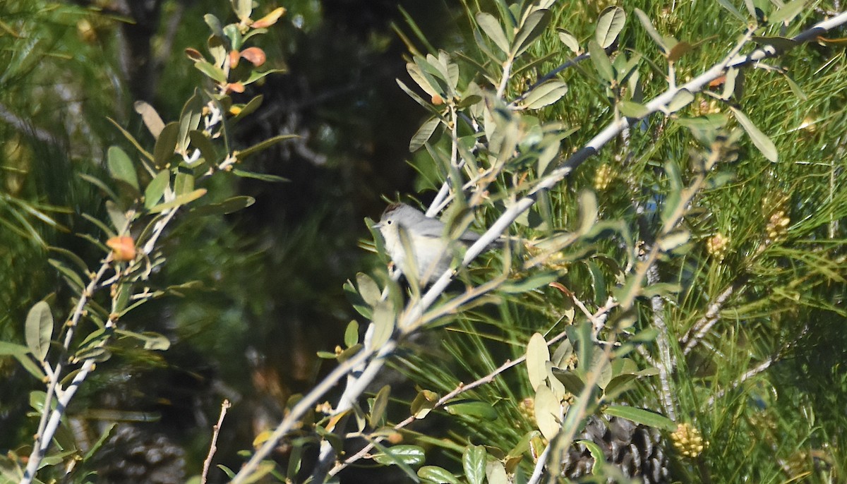 Lucy's Warbler - ML616549902