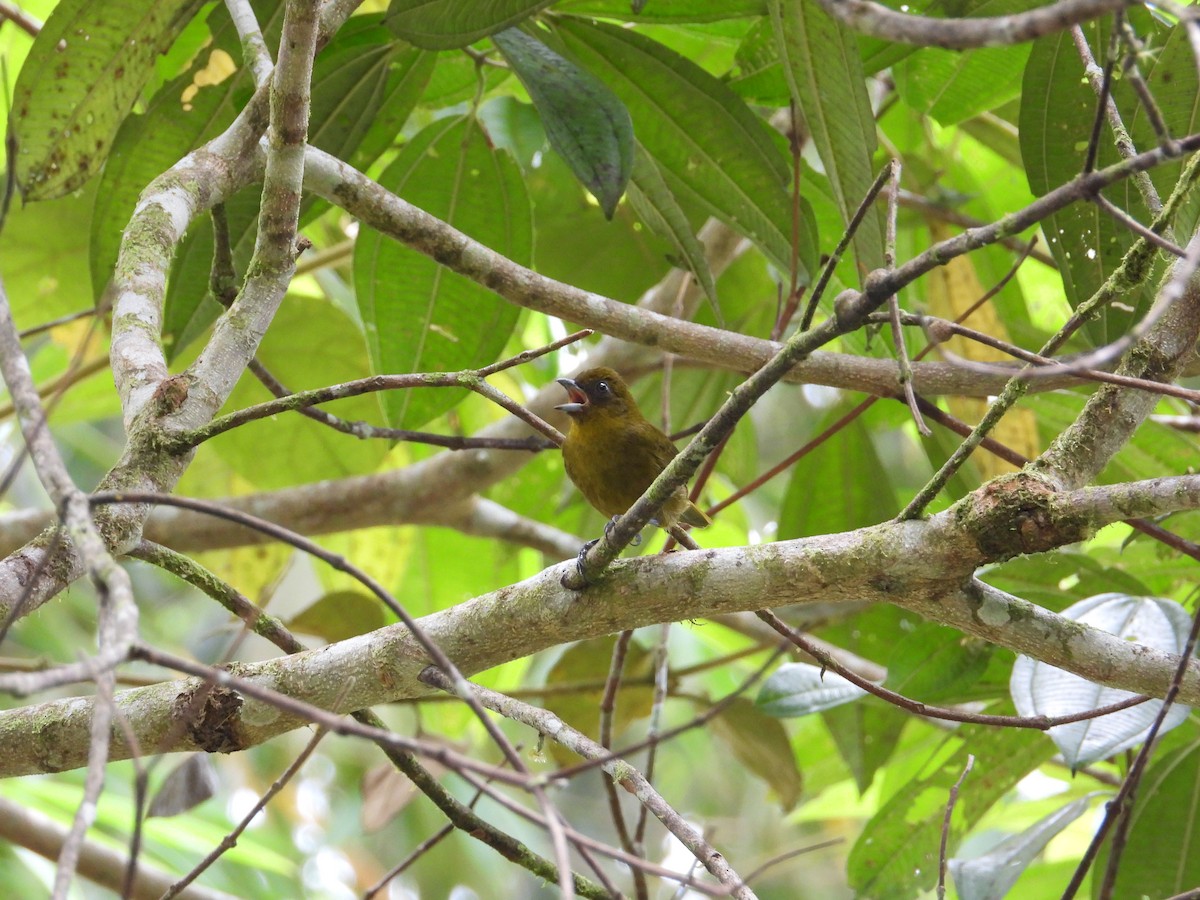 Yellow-green Tanager - ML616549904
