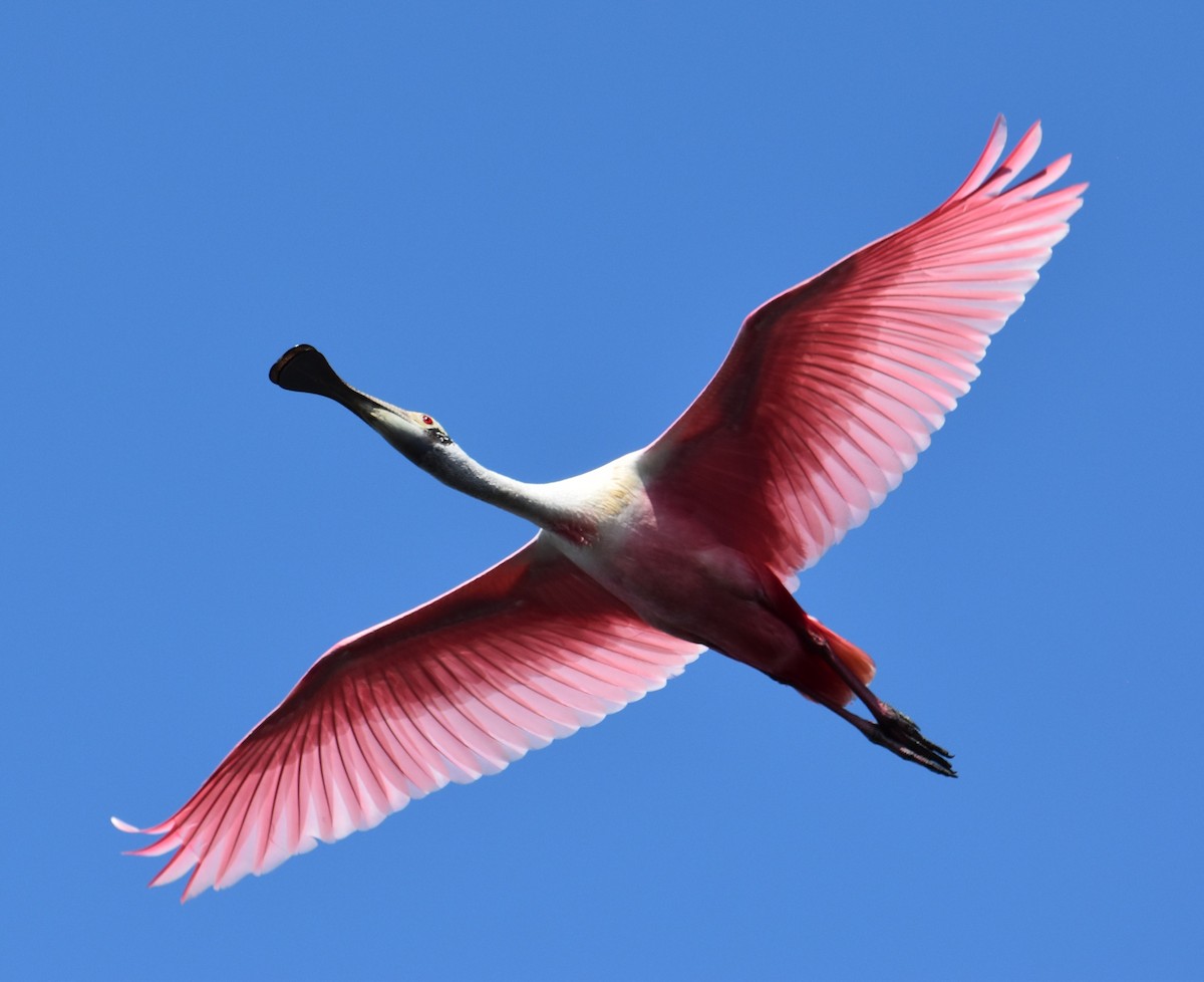 Roseate Spoonbill - ML616549905