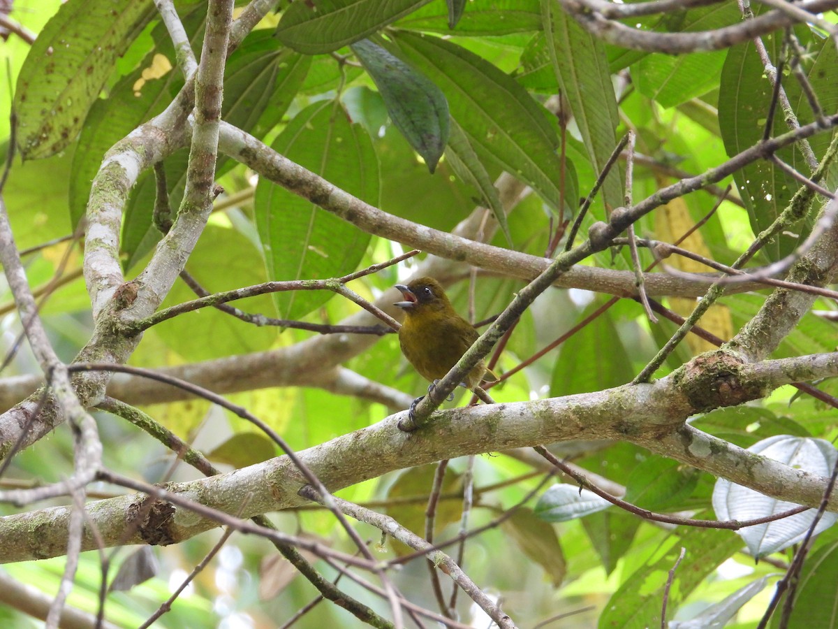 Yellow-green Tanager - ML616549910