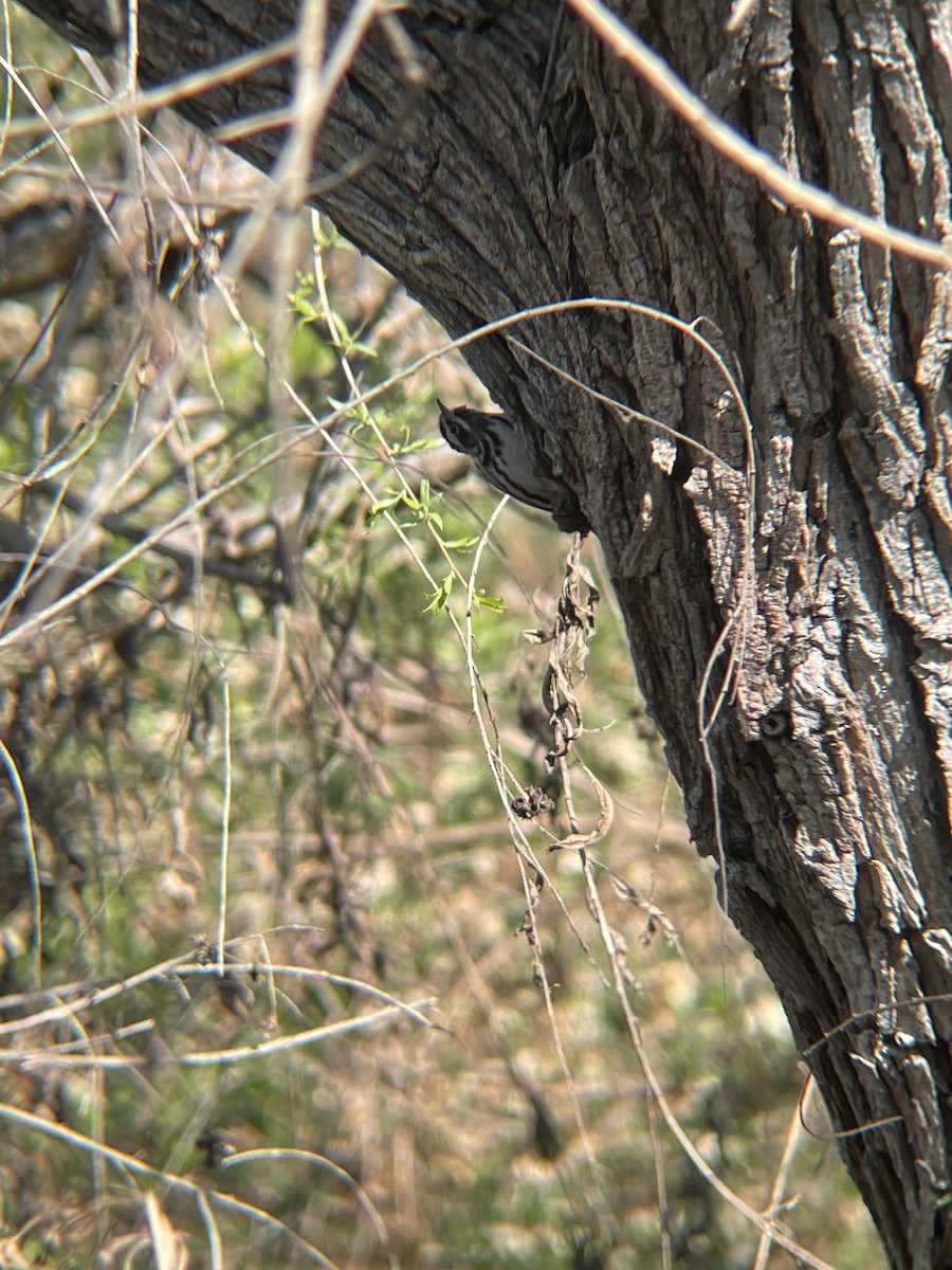 Black-and-white Warbler - ML616549917