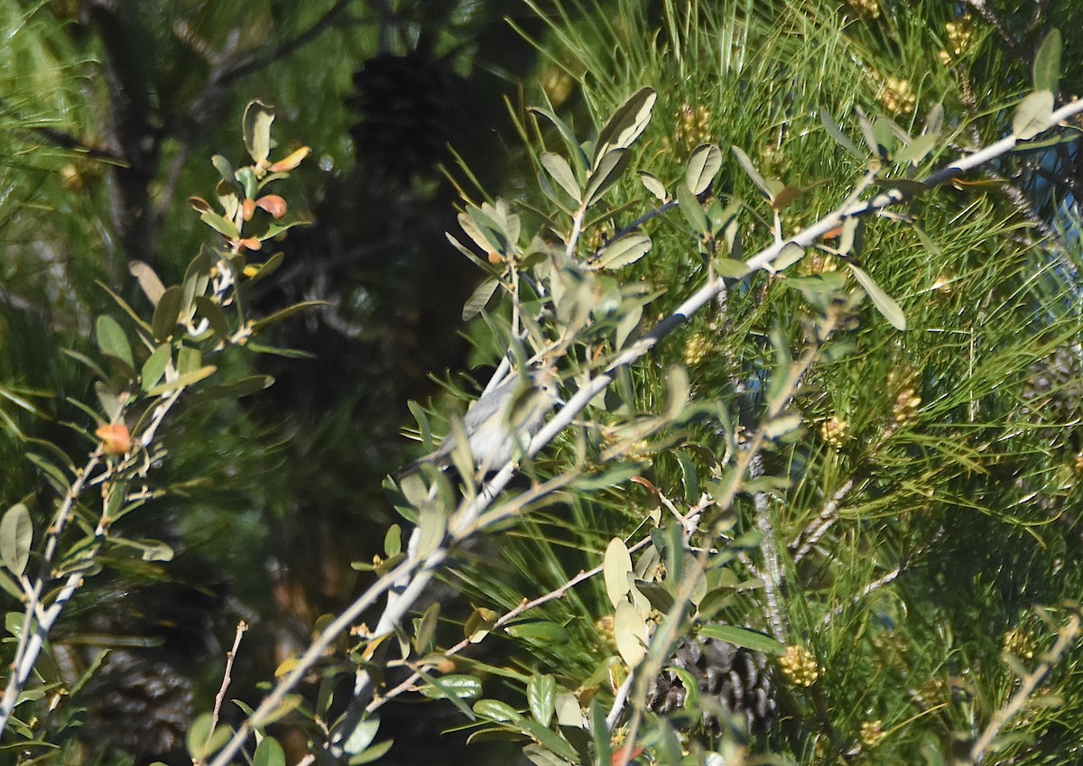 Lucy's Warbler - John Groves