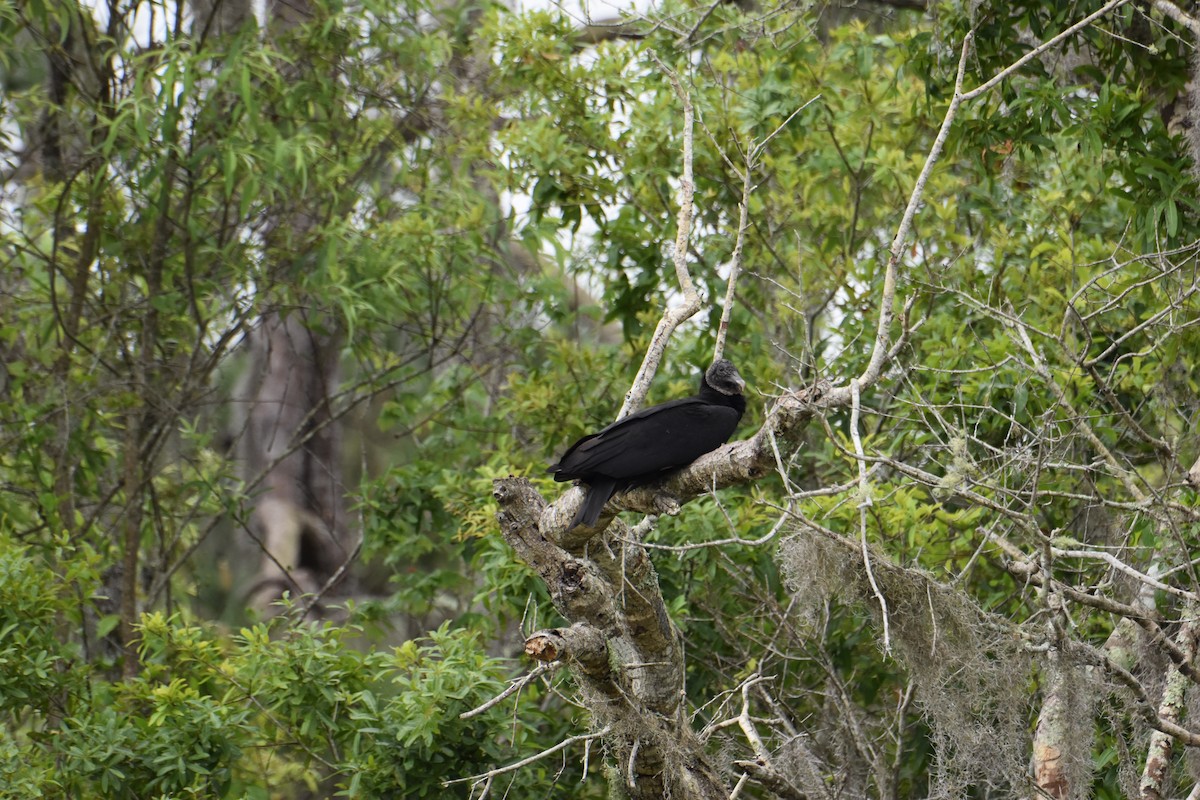 Black Vulture - ML616550003