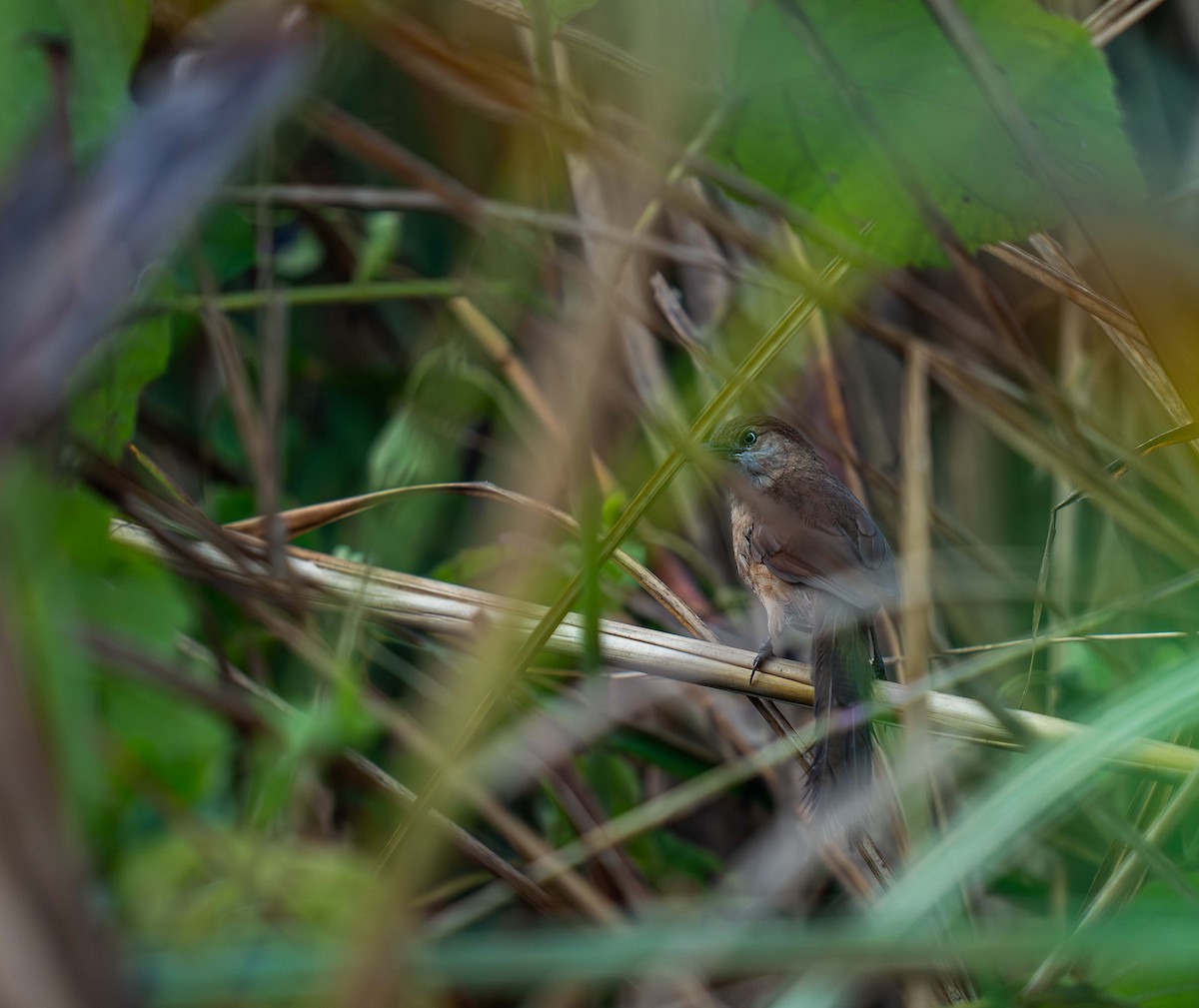 Slender-billed Babbler - ML616550010