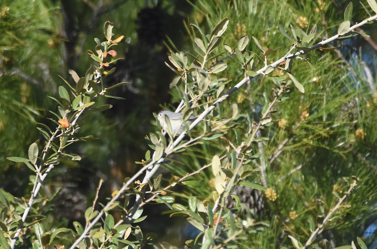 Lucy's Warbler - ML616550013