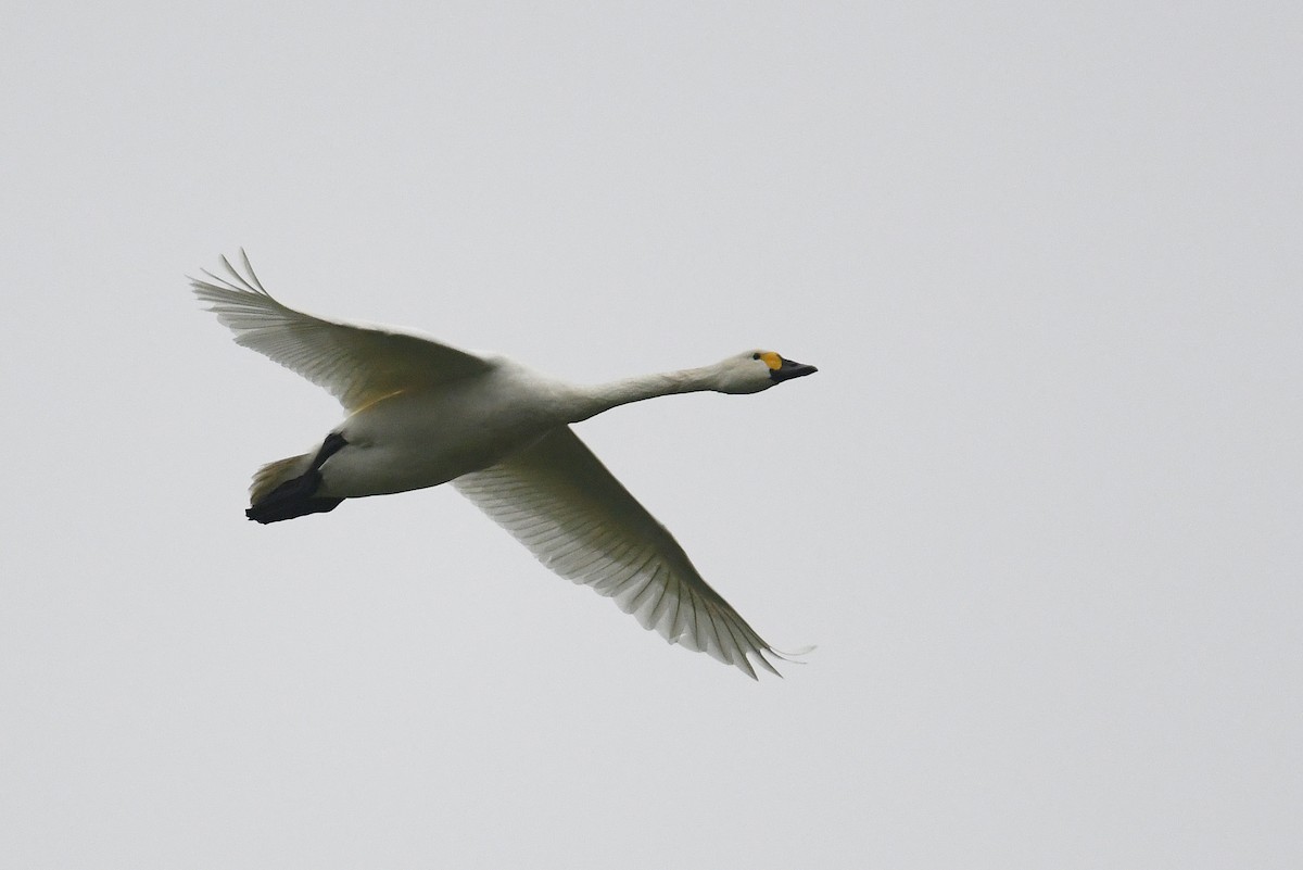 Tundra Swan (Bewick's) - ML616550022