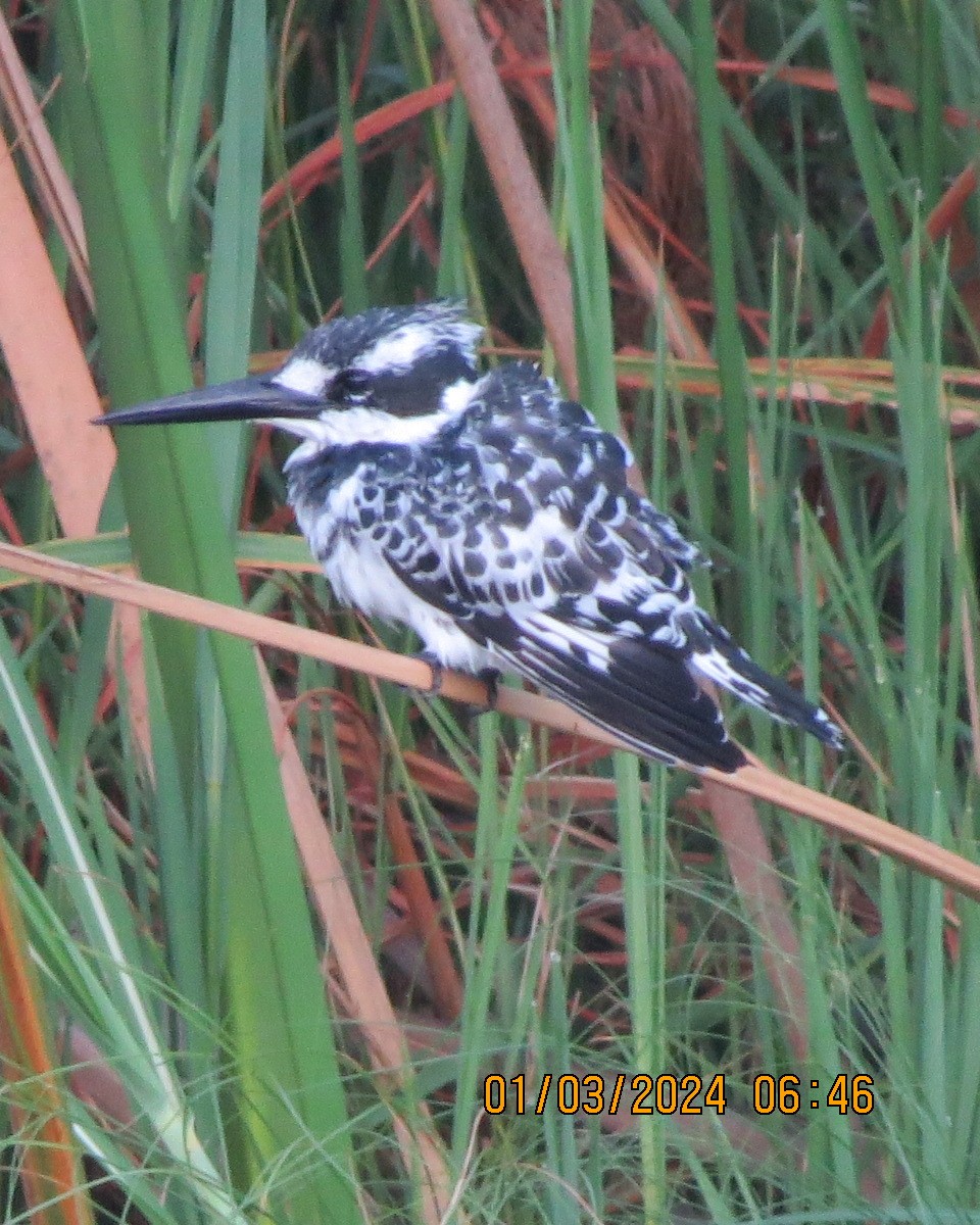 Pied Kingfisher - ML616550024