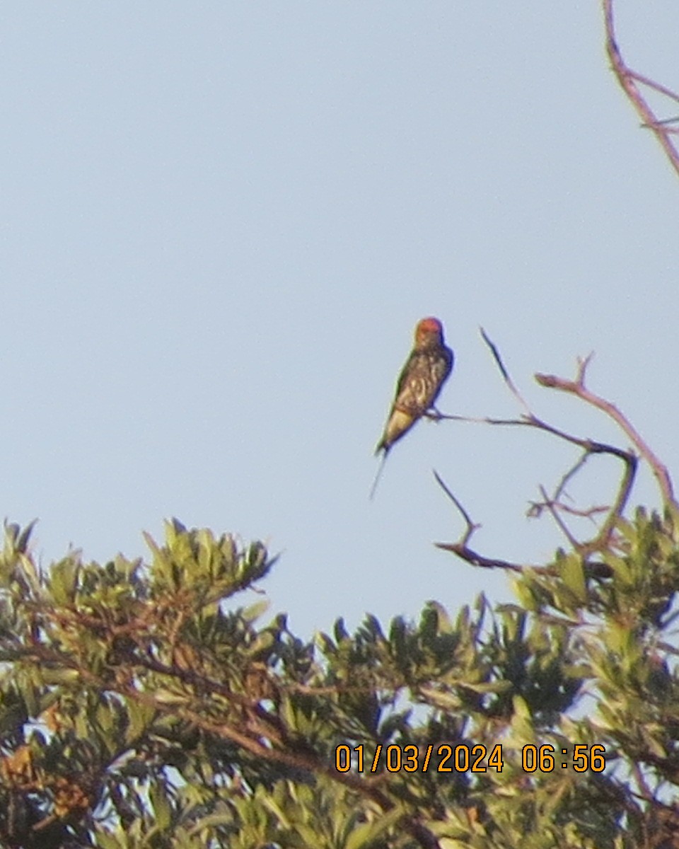 Greater Striped Swallow - ML616550038