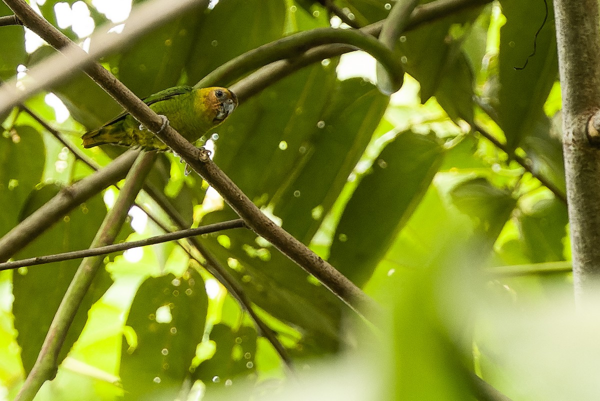 Buff-faced Pygmy-Parrot - ML616550052