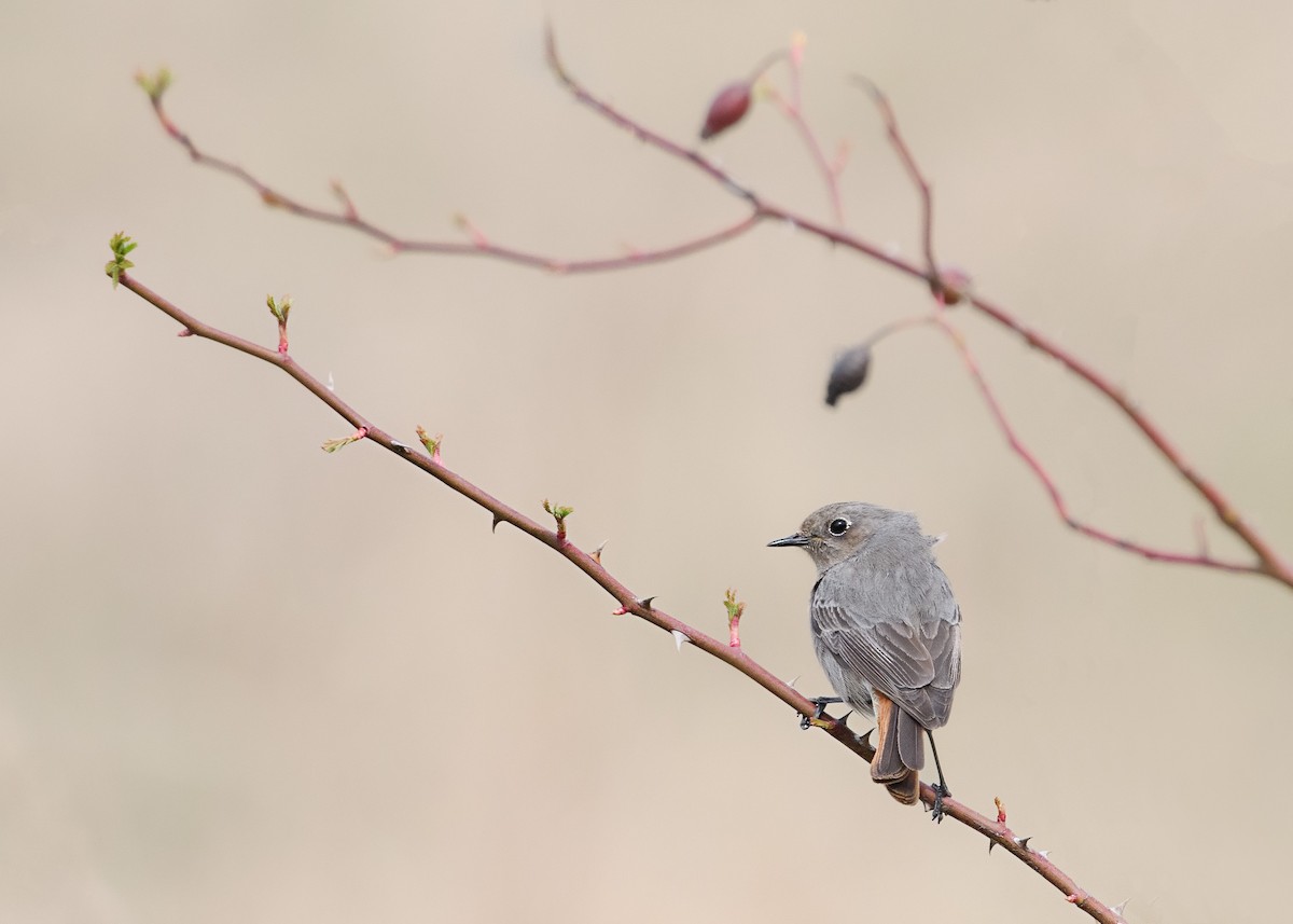 Black Redstart - ML616550064