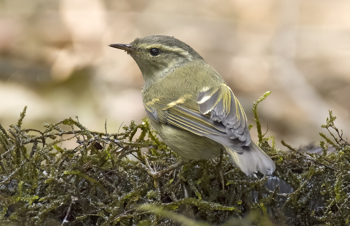 Hume's Warbler - ML616550088