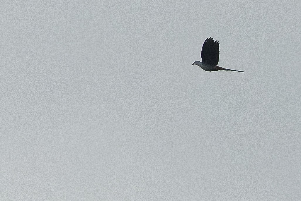 Great Cuckoo-Dove - ML616550089