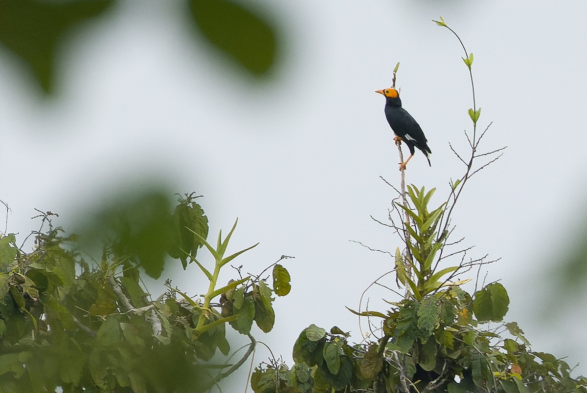 Yellow-faced Myna - ML616550096