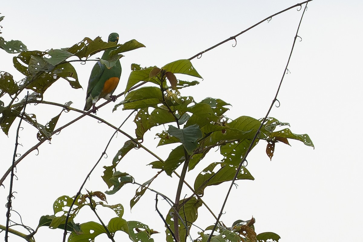 holub oranžovobřichý - ML616550105