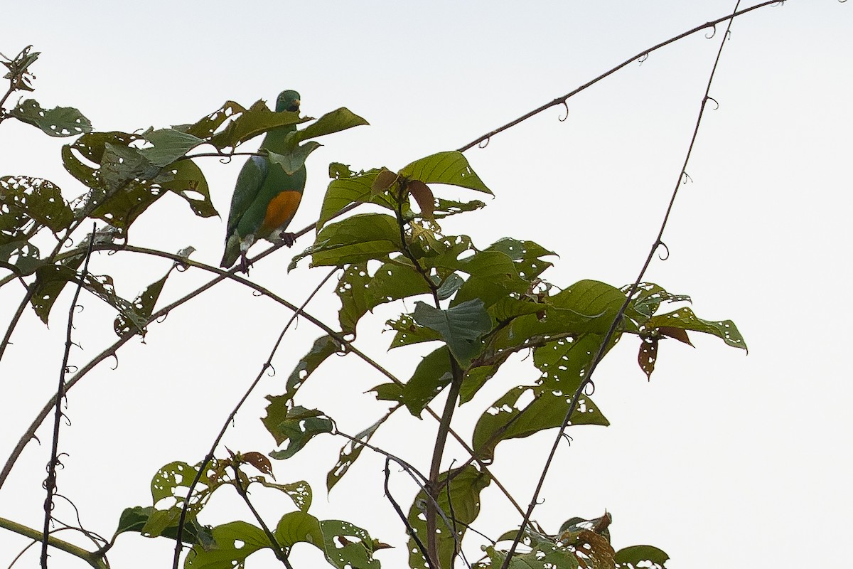 holub oranžovobřichý - ML616550107