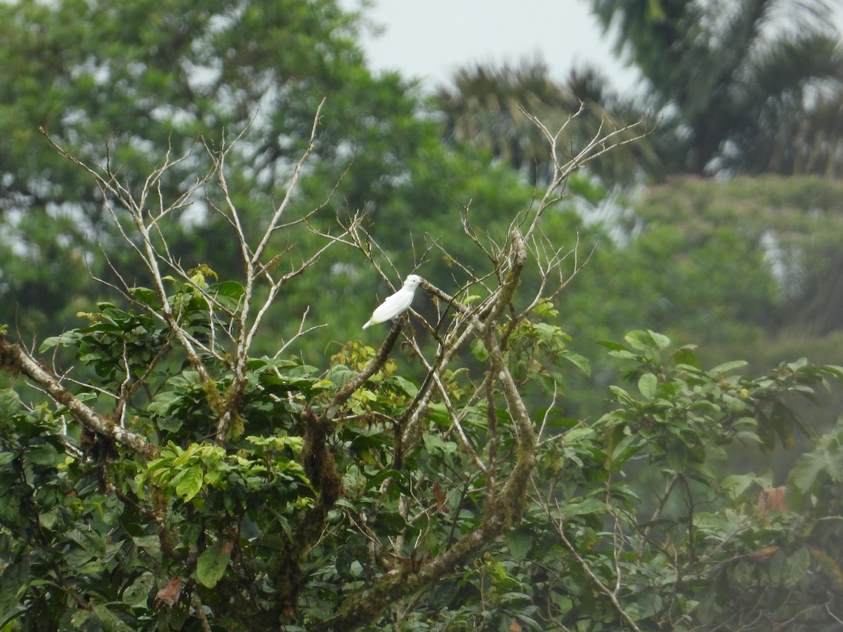 Black-tipped Cotinga - ML616550110