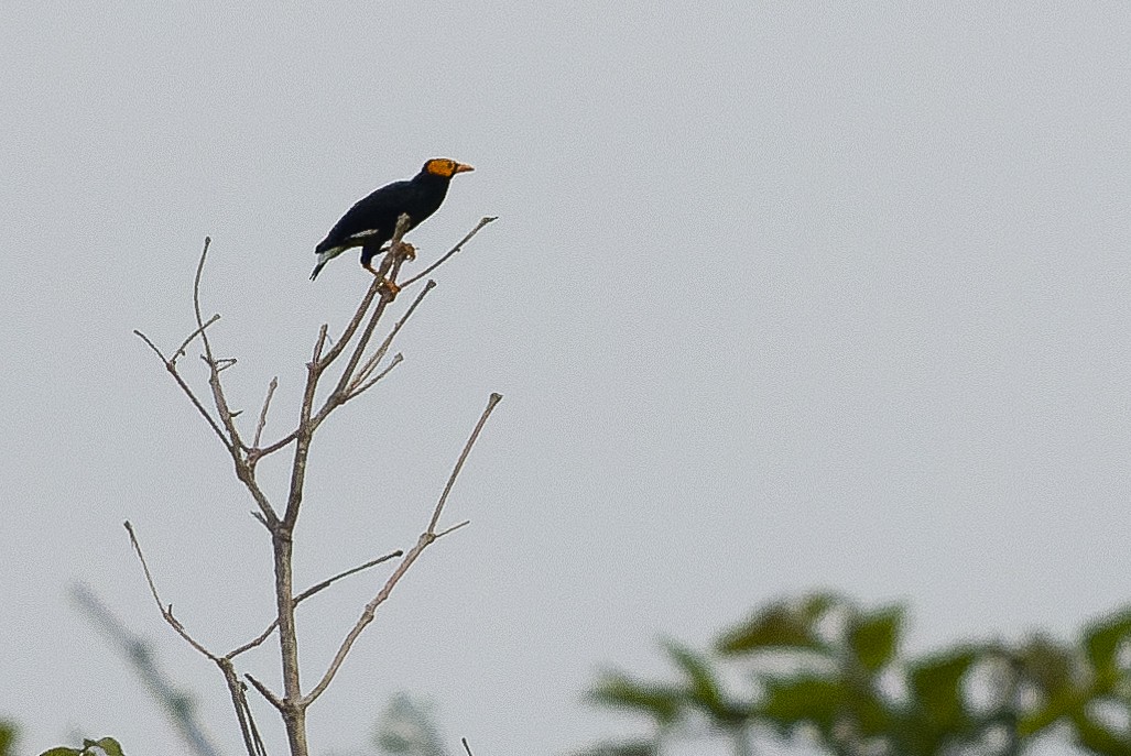 Miná Carigualdo - ML616550140