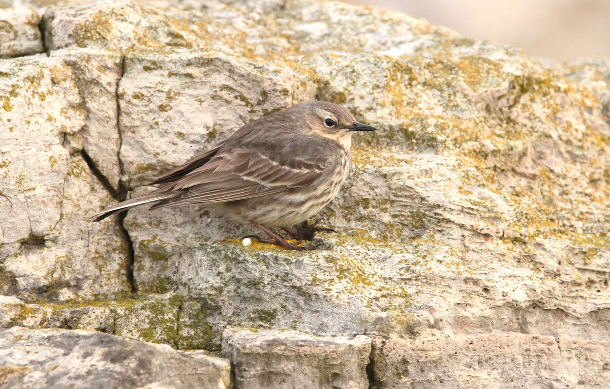 Rock Pipit (Eastern) - Simon Davies