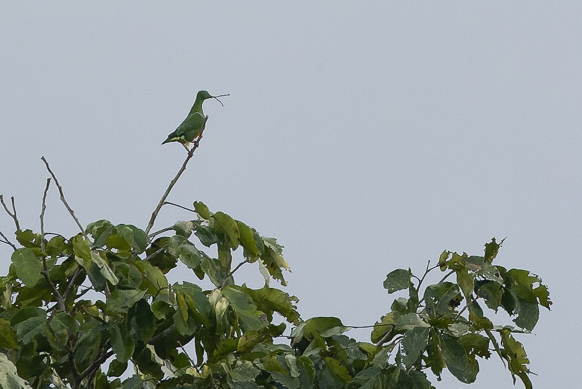 Orange-bellied Fruit-Dove - ML616550213