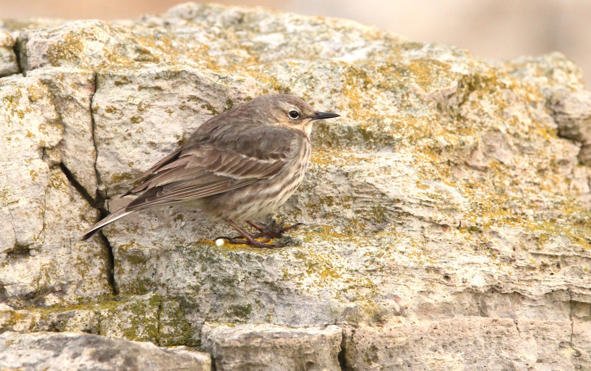 Rock Pipit (Eastern) - ML616550222