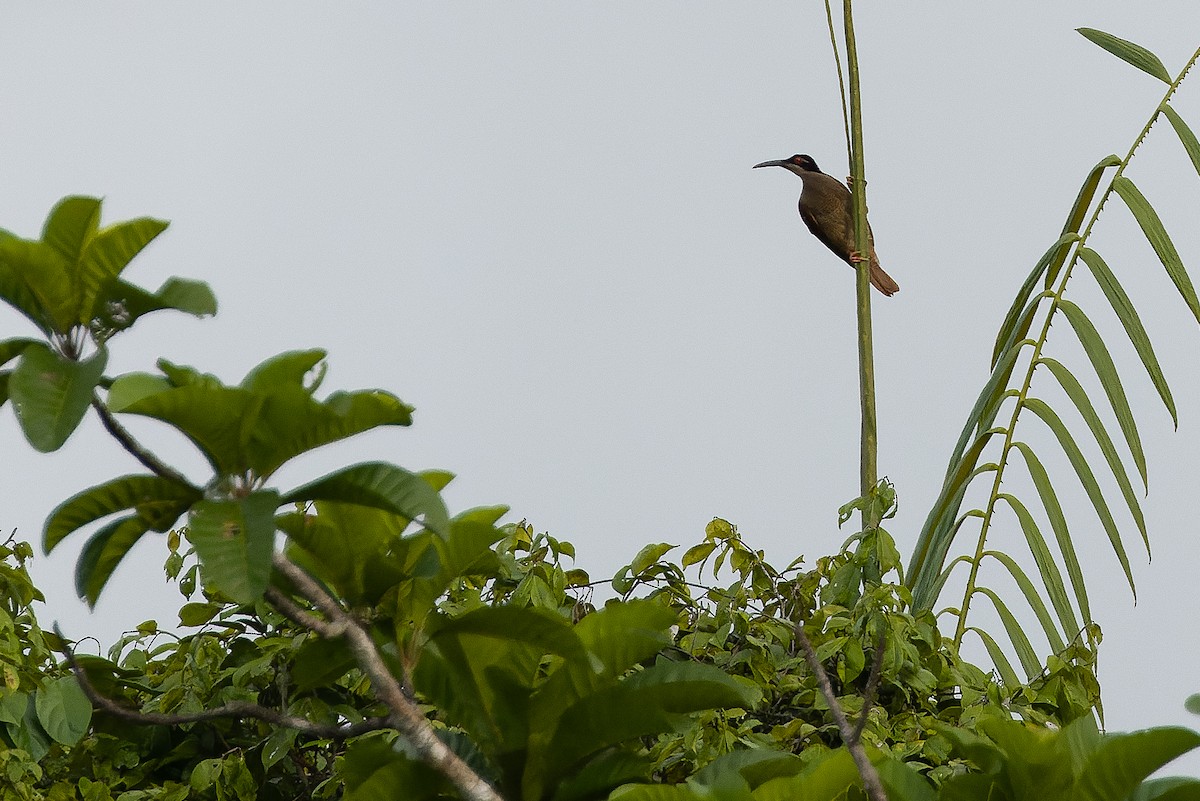 Twelve-wired Bird-of-Paradise - ML616550239