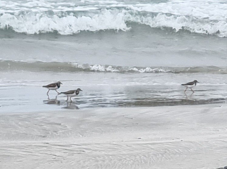 Ruddy Turnstone - ML616550253