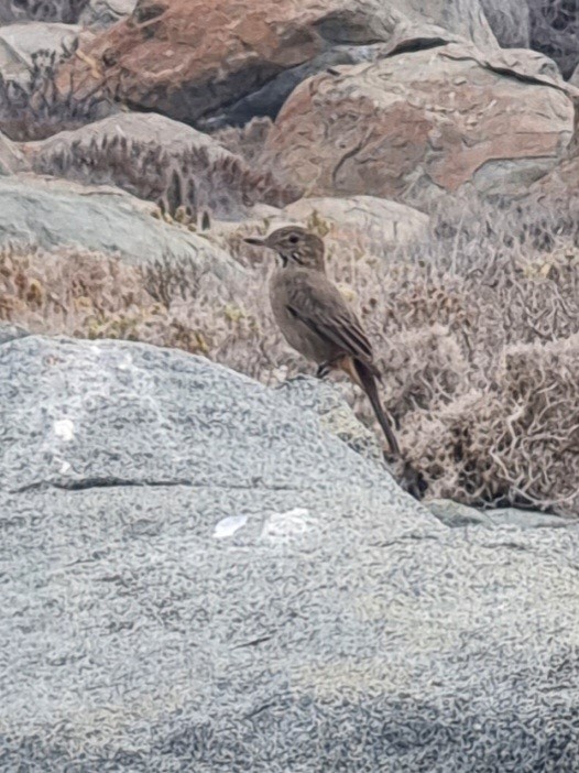 Great Shrike-Tyrant - ML616550263