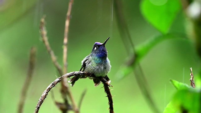 Colibrí Cabeciazul - ML616550267