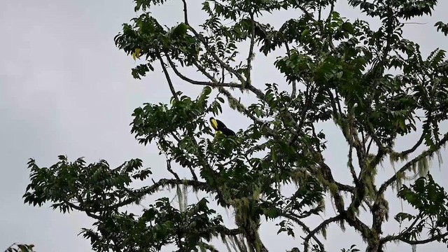 Yellow-throated Toucan (Black-mandibled) - ML616550303