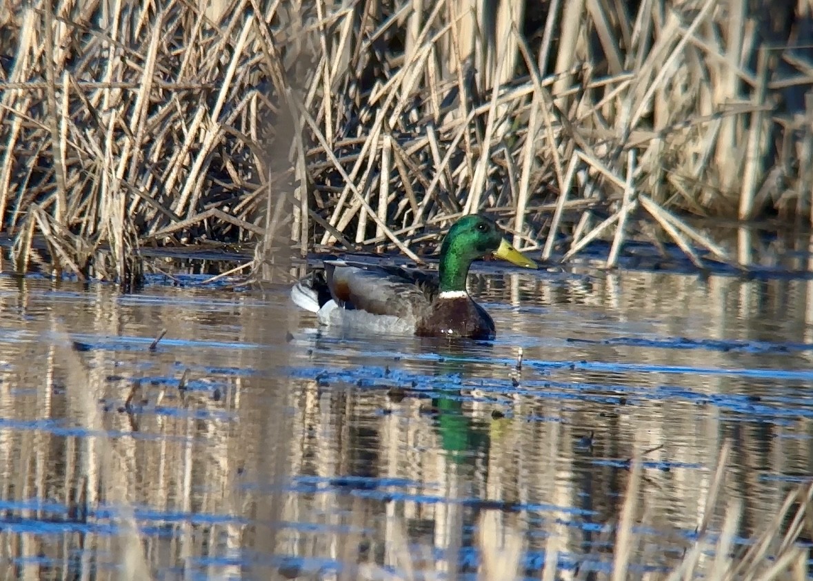 Mallard - Jeff Kenney