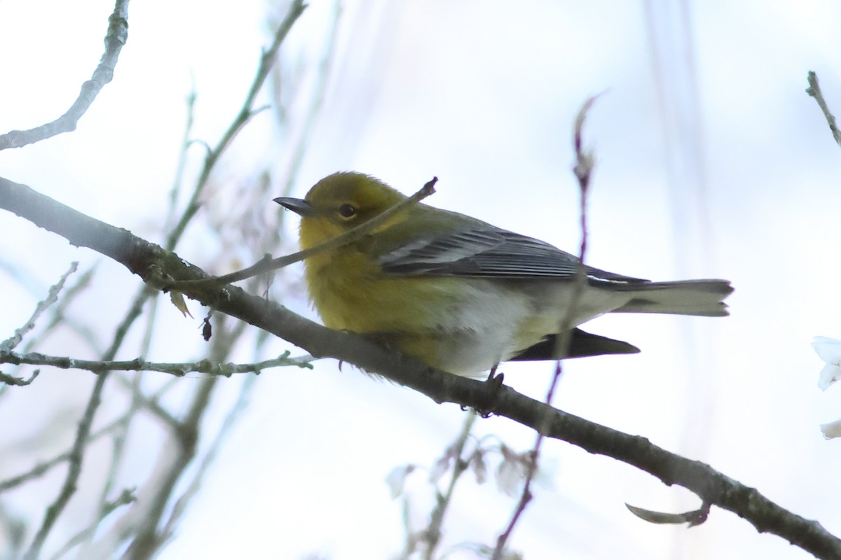 Pine Warbler - ML616550318