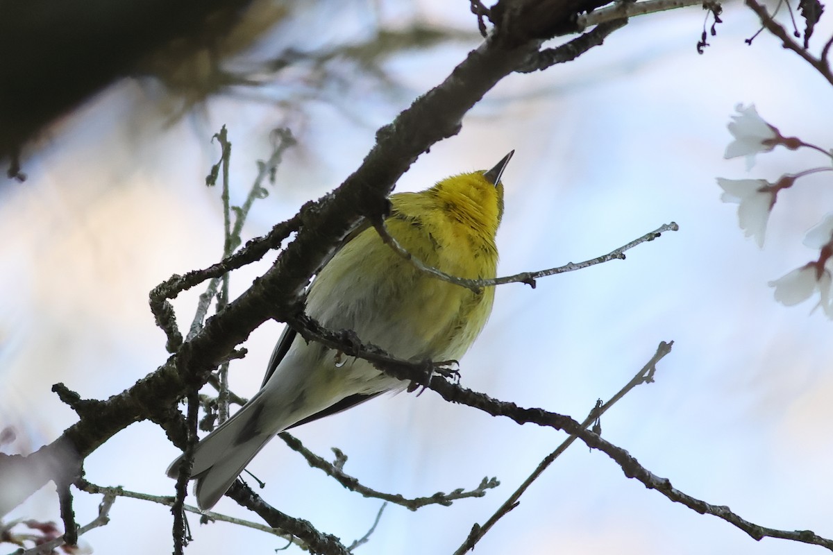 Pine Warbler - ML616550319