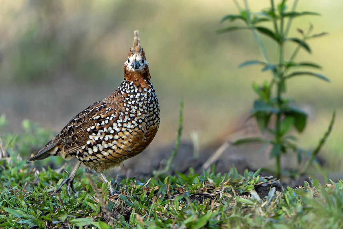 Crested Bobwhite (Crested) - ML616550322