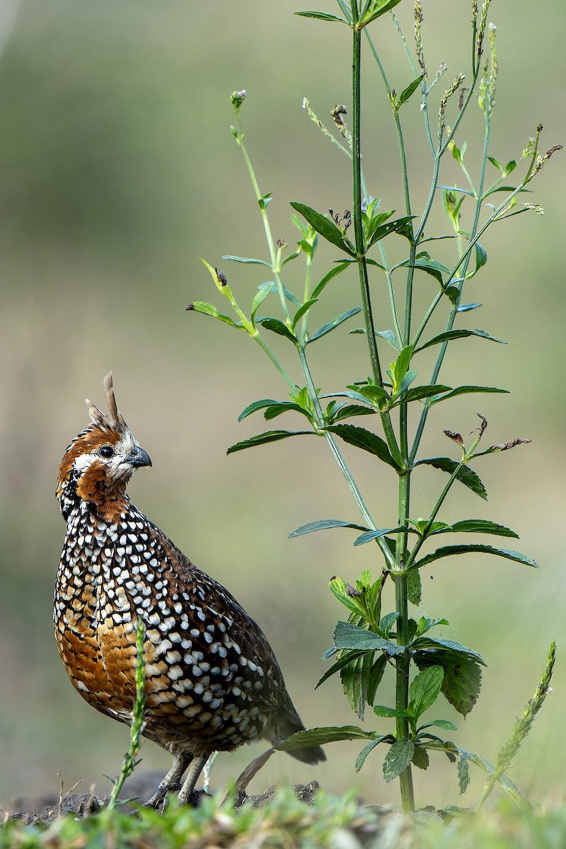 Crested Bobwhite (Crested) - ML616550326