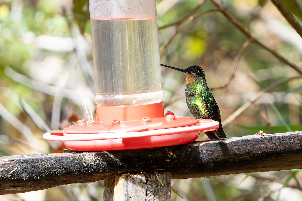 Dusky Starfrontlet - Daniel López-Velasco | Ornis Birding Expeditions