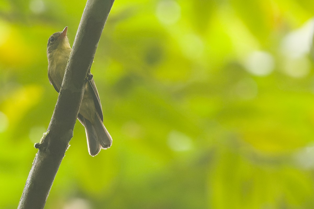 Olive Flyrobin - Joachim Bertrands