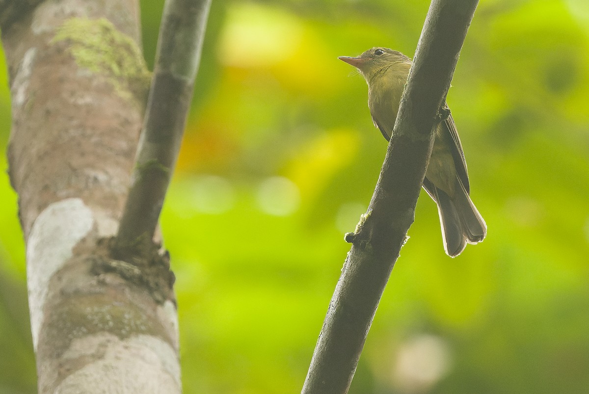 Olive Flyrobin - ML616550412