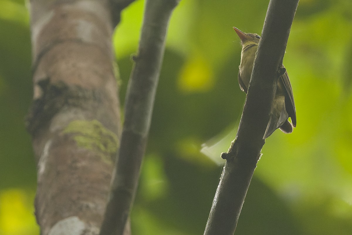 Olive Flyrobin - ML616550413