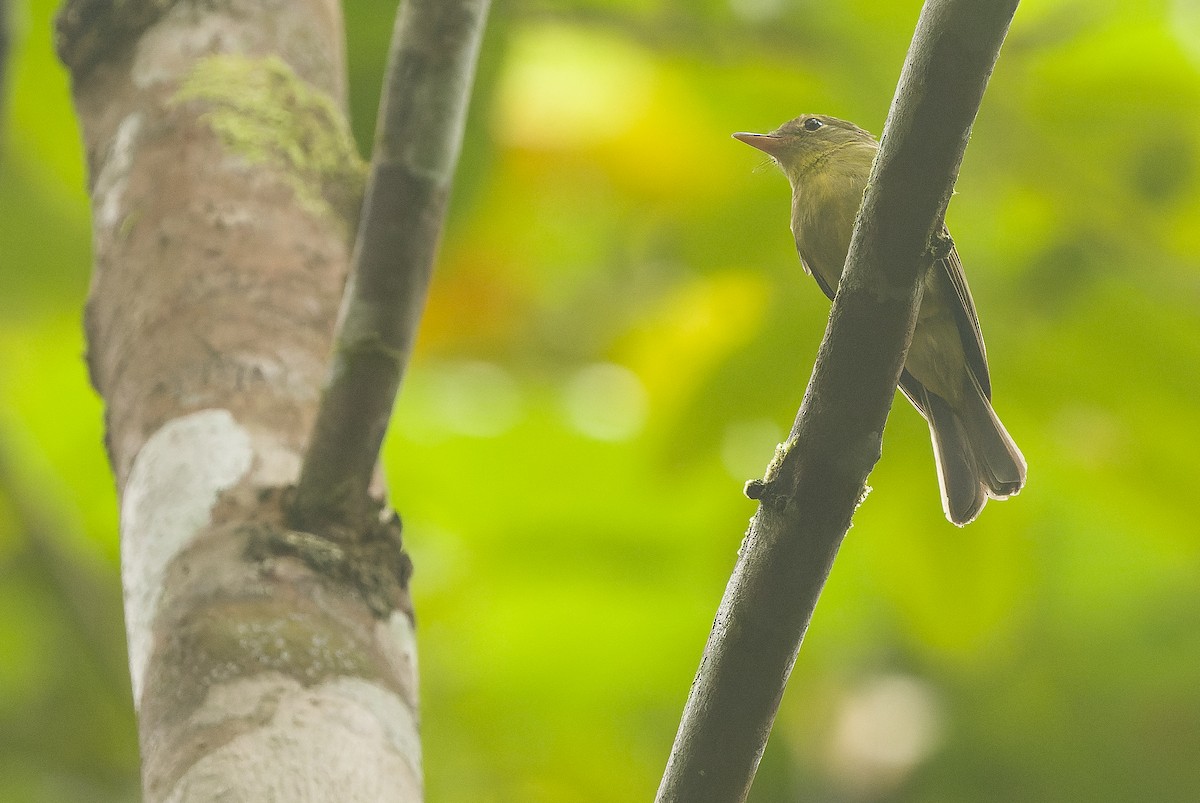 Olive Flyrobin - ML616550414