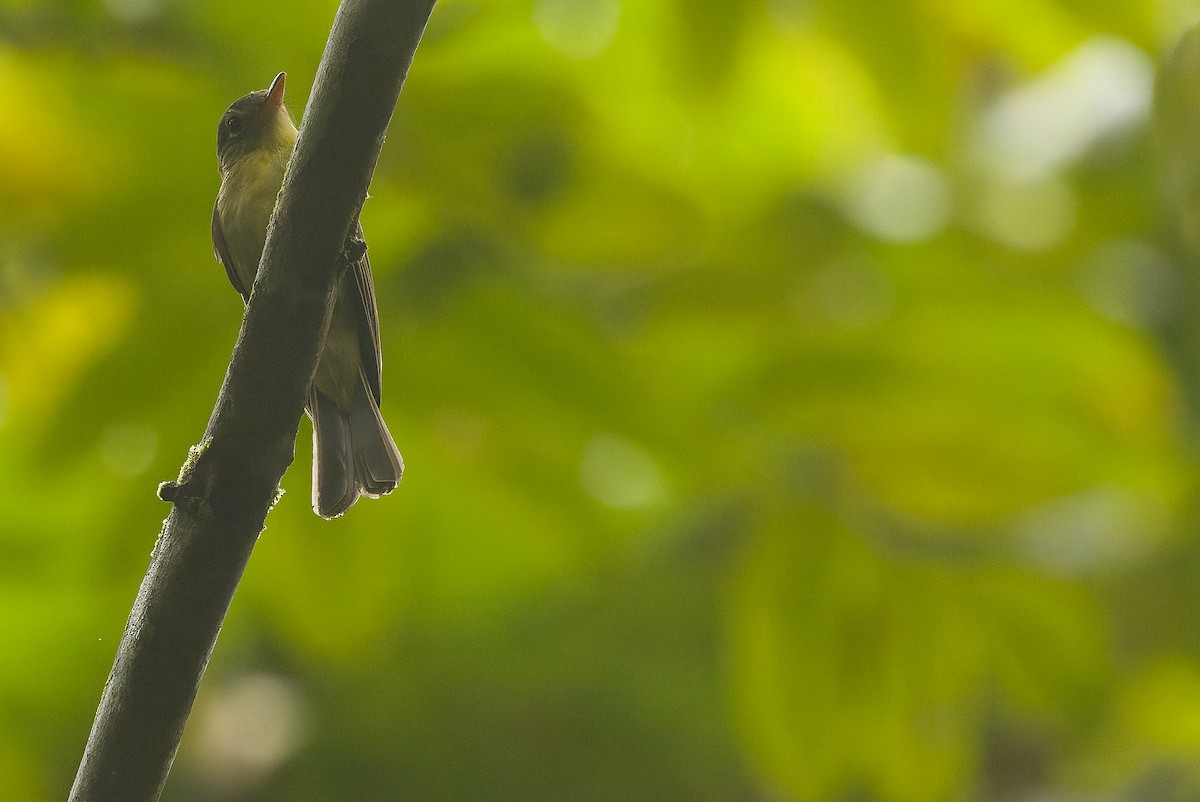 Olive Flyrobin - ML616550415