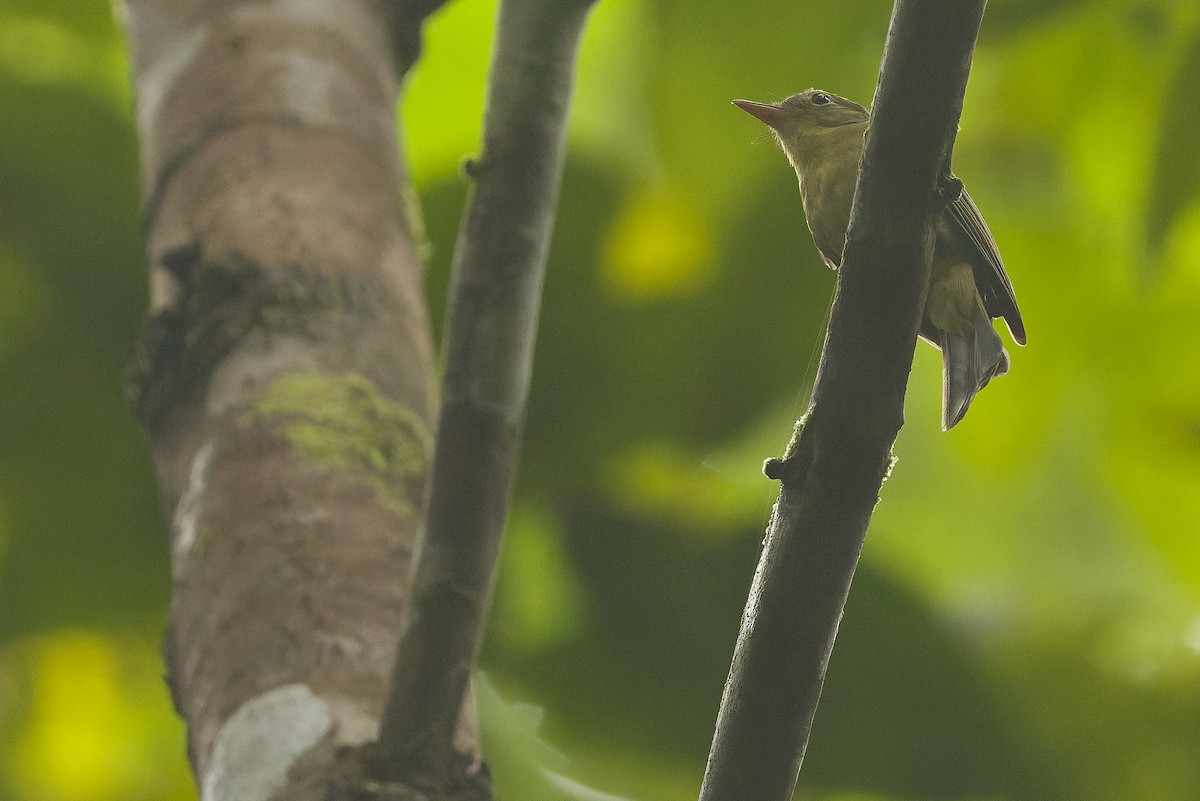 Olive Flyrobin - ML616550418