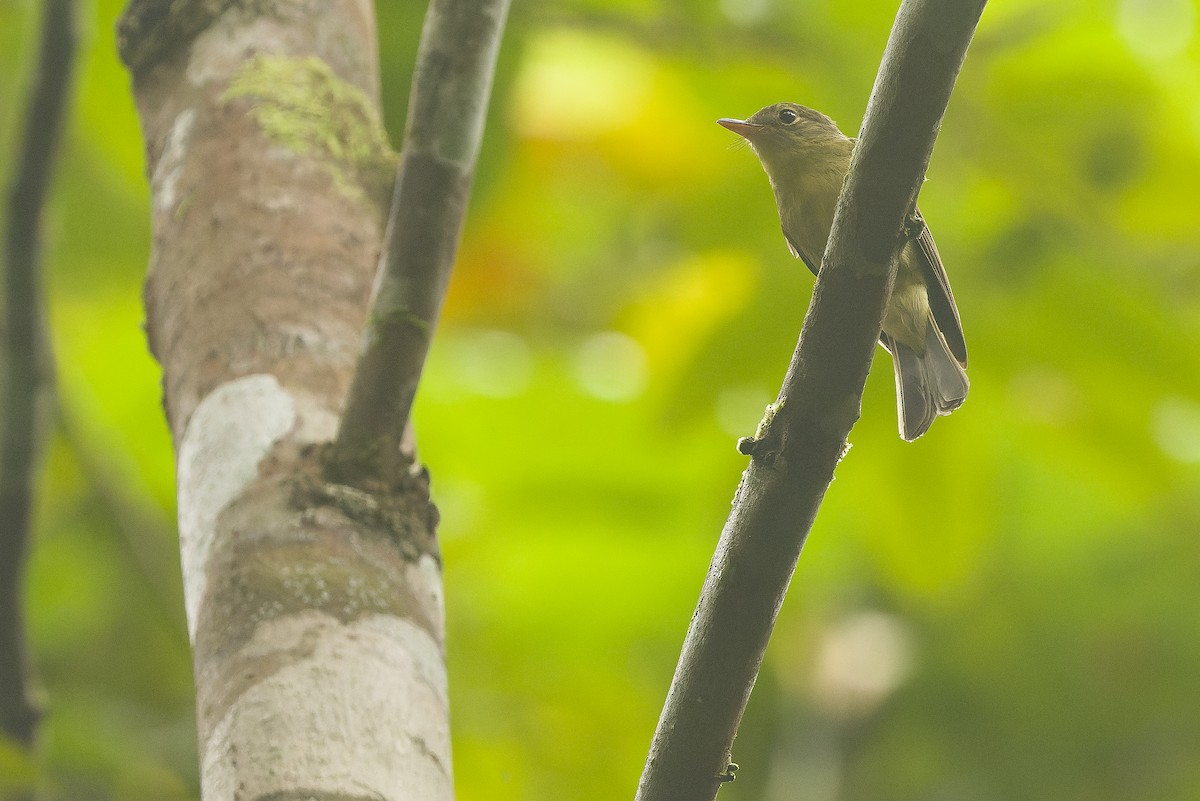 Olive Flyrobin - ML616550419