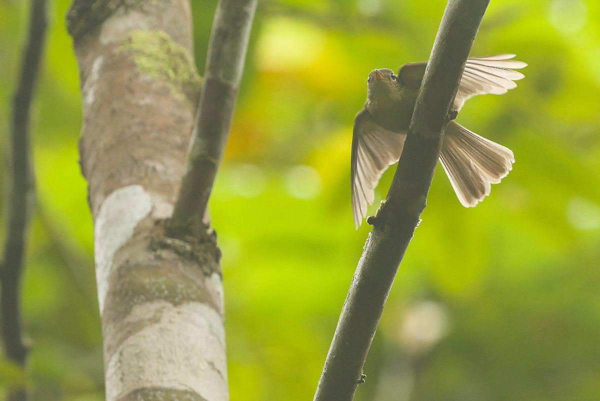 Olive Flyrobin - Joachim Bertrands