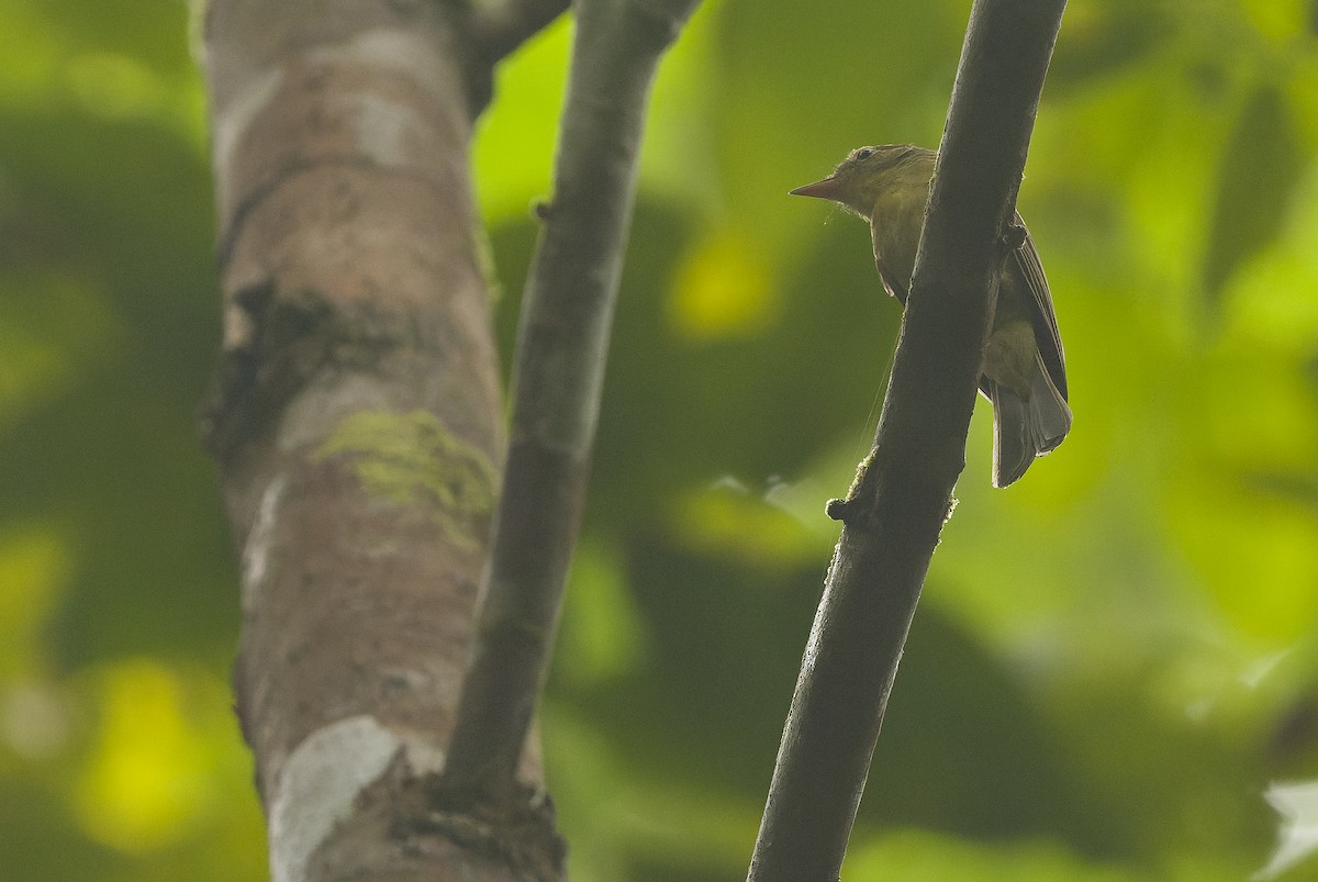 Olive Flyrobin - ML616550421