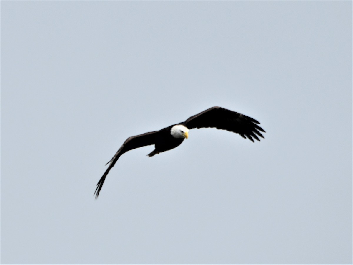 Bald Eagle - ML616550480